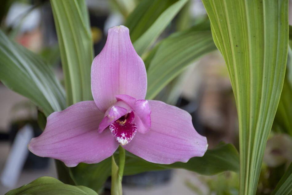Orchidées Lycaste (Lycaste)