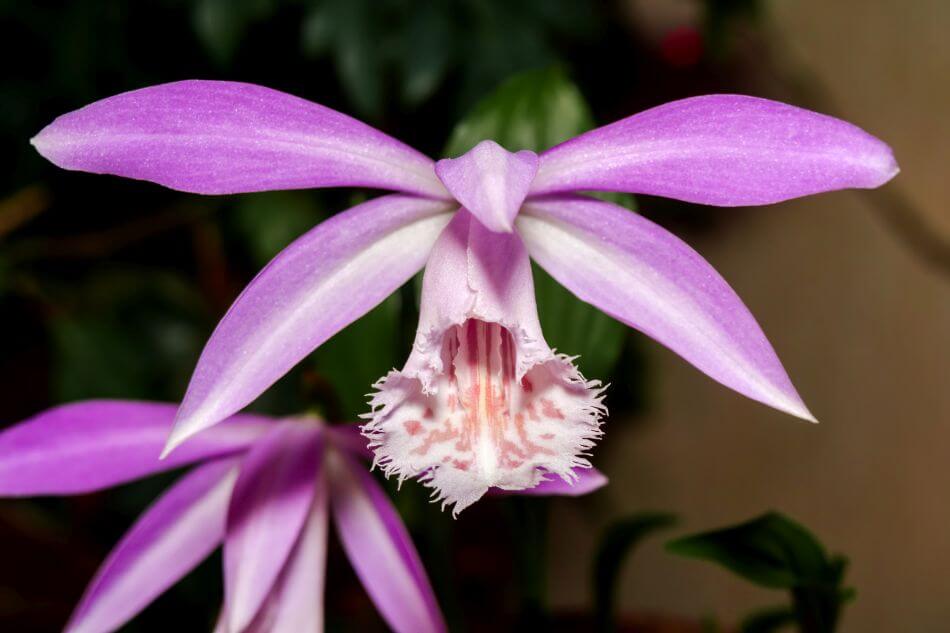 Orchidées de Pleione (Pleione)