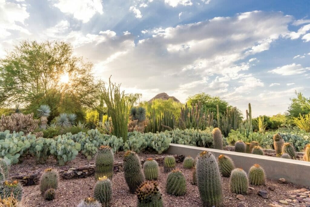 Arizona - Jardin botanique du désert