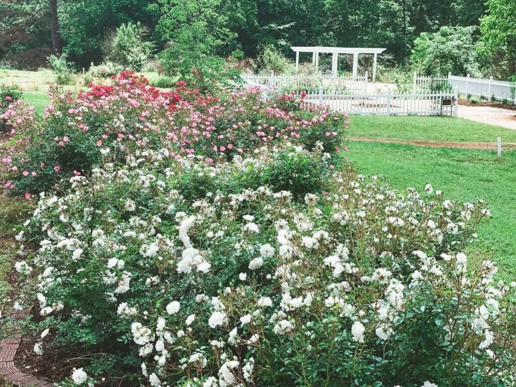 Louisiane - Les jardins du Centre américain des roses