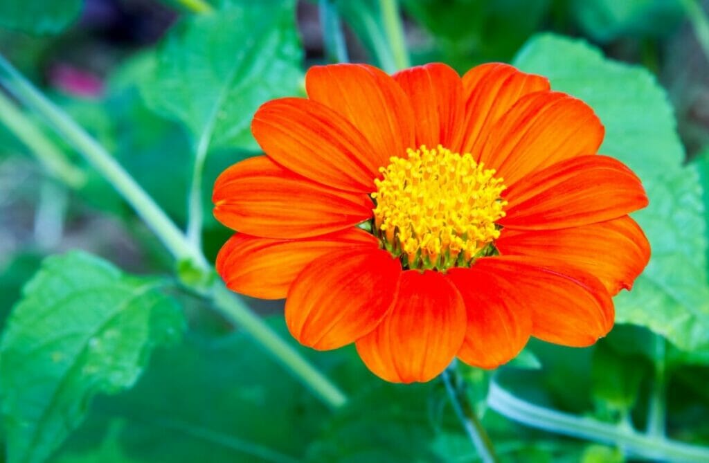 Tithonia (Tithonia rotundifolia)