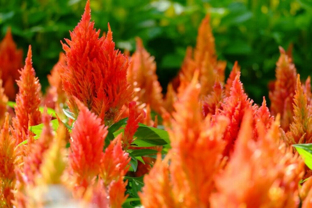 Dactyle (Celosia spp.)