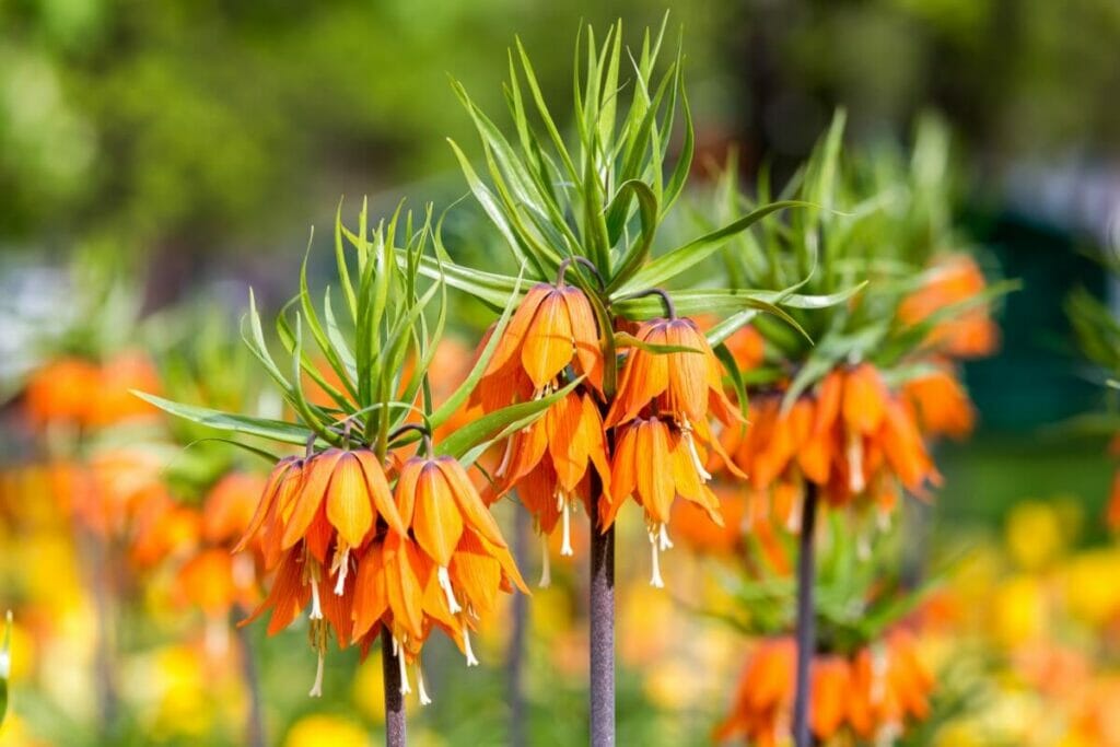 Couronne impériale (Fritillaria imperialis)