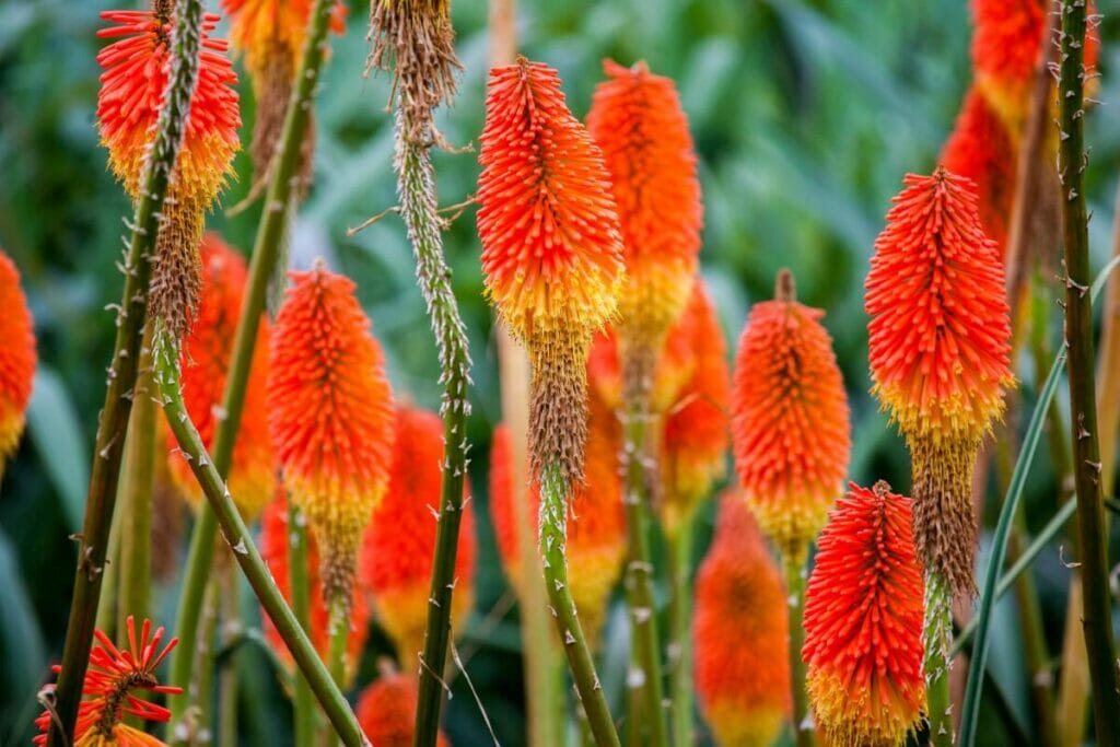 Lys torche (Kniphofia spp.)
