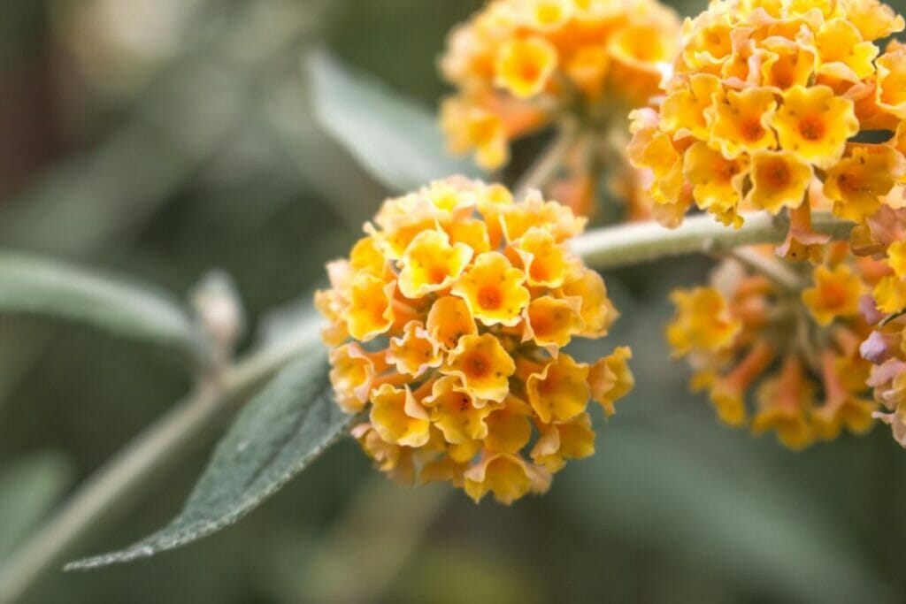 Buddleja globosa (Buddleja globosa)