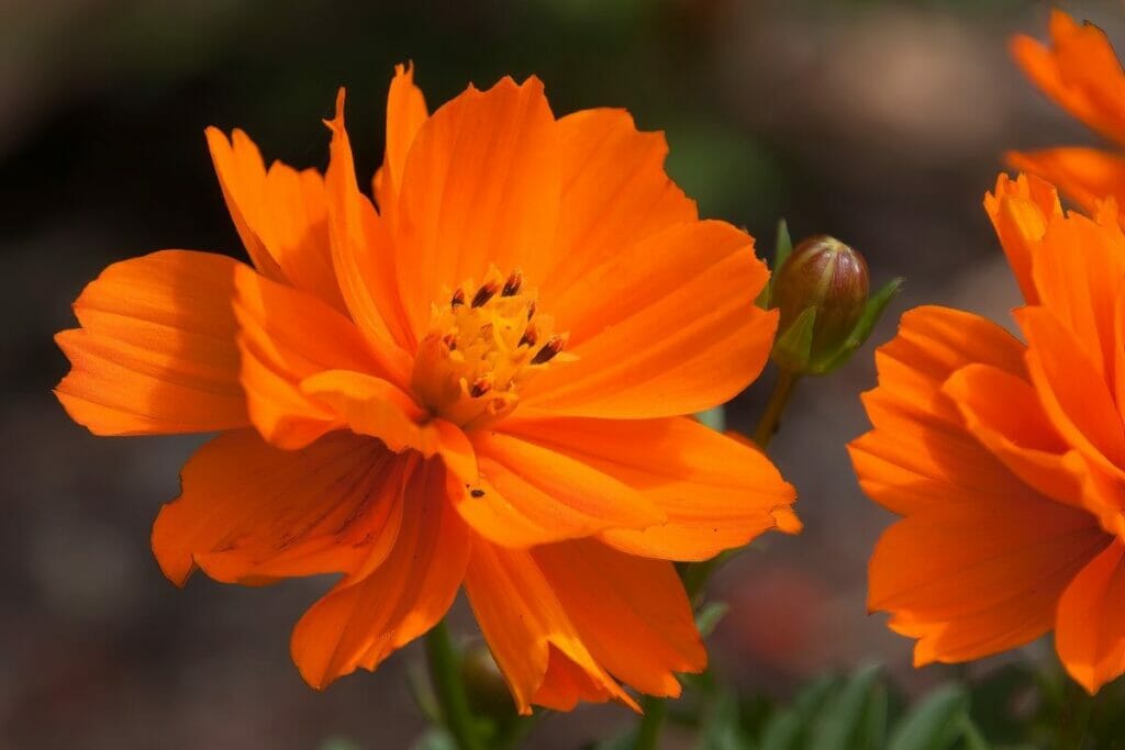 Coreopsis (Coreopsis spp.)