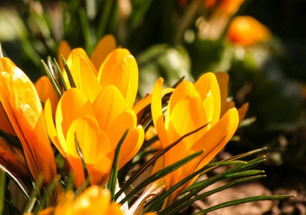 Crocus (Crocus spp.)