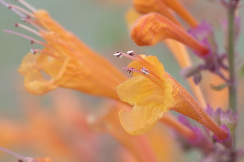 Hysope abricot (Agastache aurantiaca 'Apricot Sprite')
