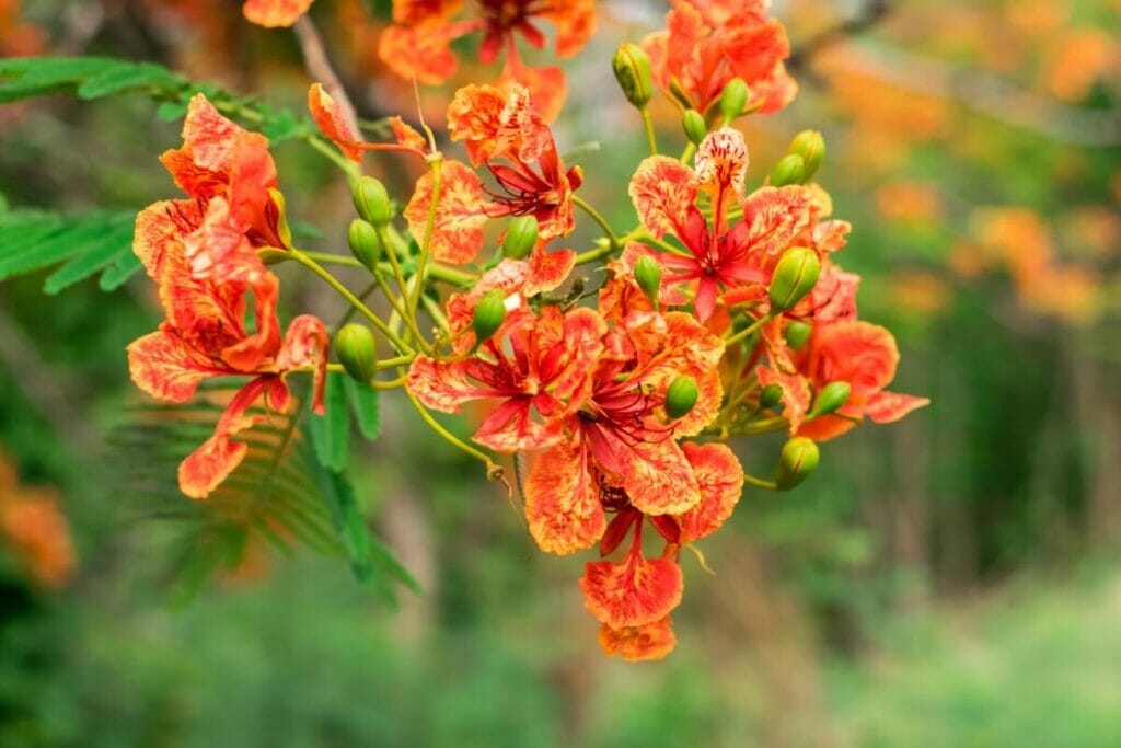 Poinciana royal (Delonix regia)
