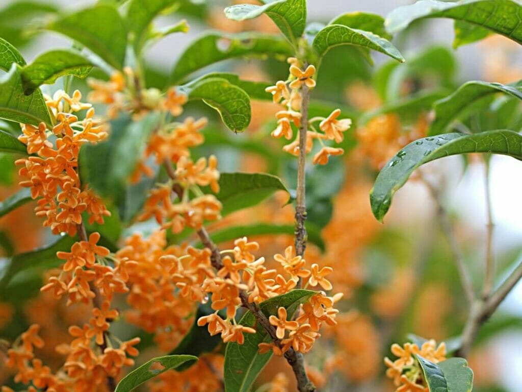 Olive parfumée (Osmanthus fragrans)