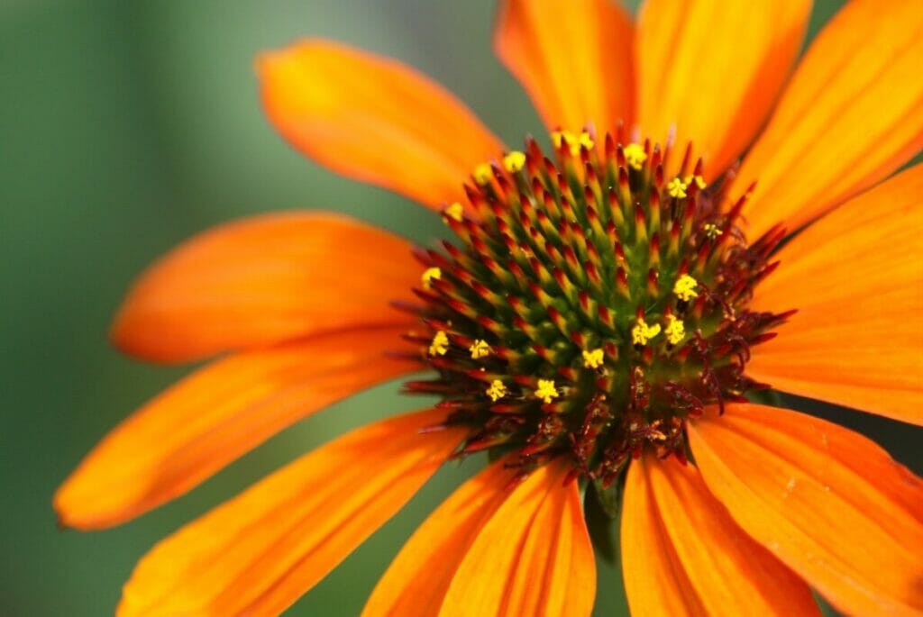 Tournesols (Echinacea paradoxa)