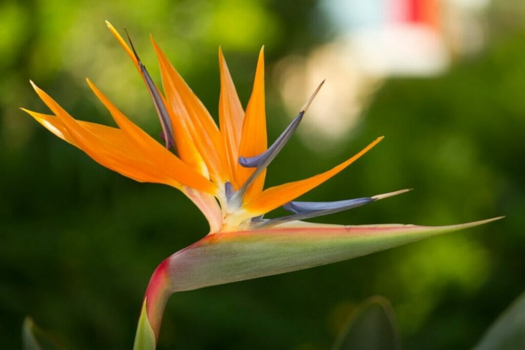 Oiseau de paradis (Strelitzia reginae)
