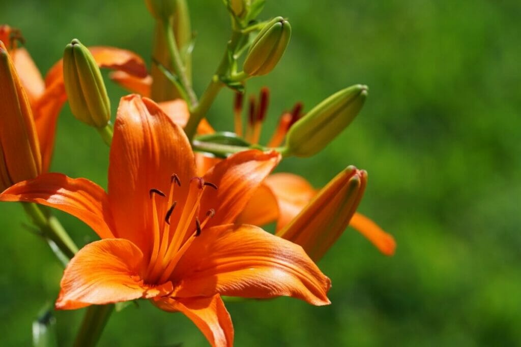 Lys tigré (Lilium lancifolium)