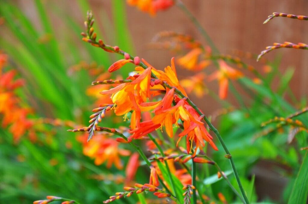 Crocosmia (Crocosmia aurea)