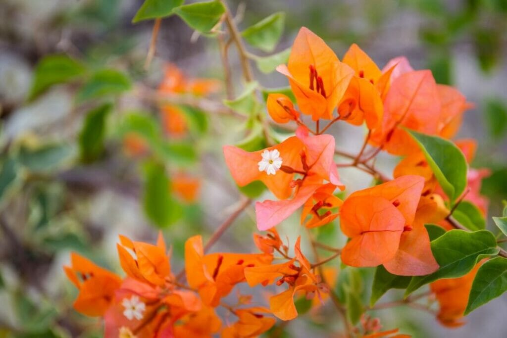 Bougainvillée orange (Bougainvillea x buttiana)