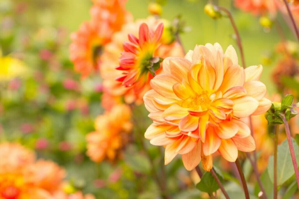 Dahlia (Dahlia pinnata)