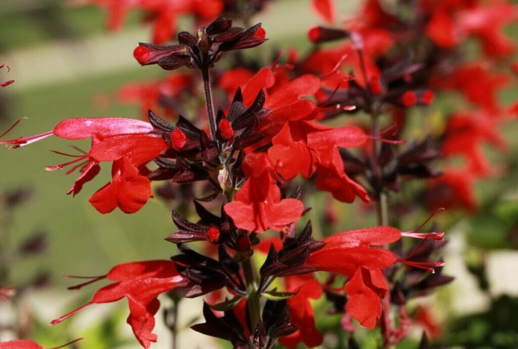 Sauge sanguine (Salvia coccinea) Fleurs rouges