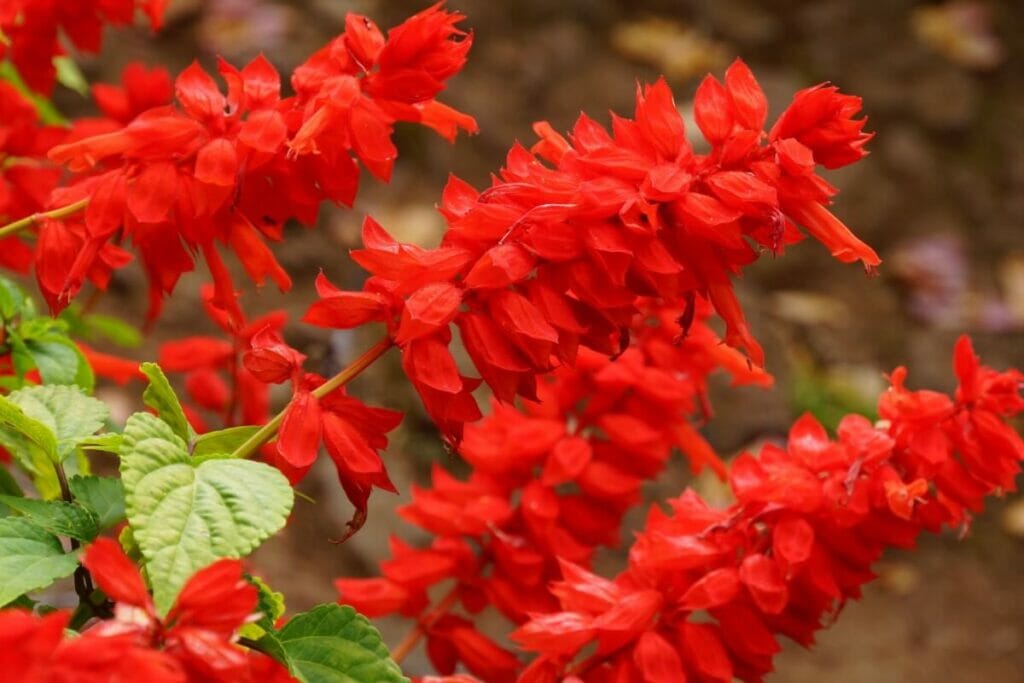 Sauge écarlate (Salvia splendens) Fleurs rouges