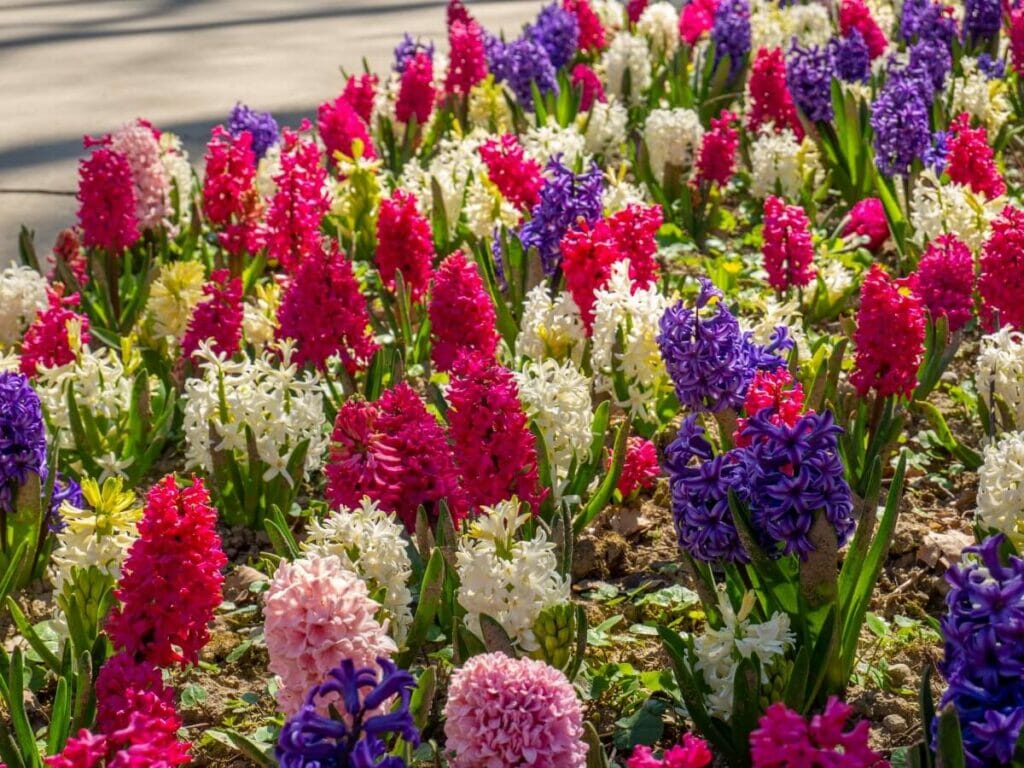 Jacinthe commune (Hyacinth orientalis) Fleurs rouges