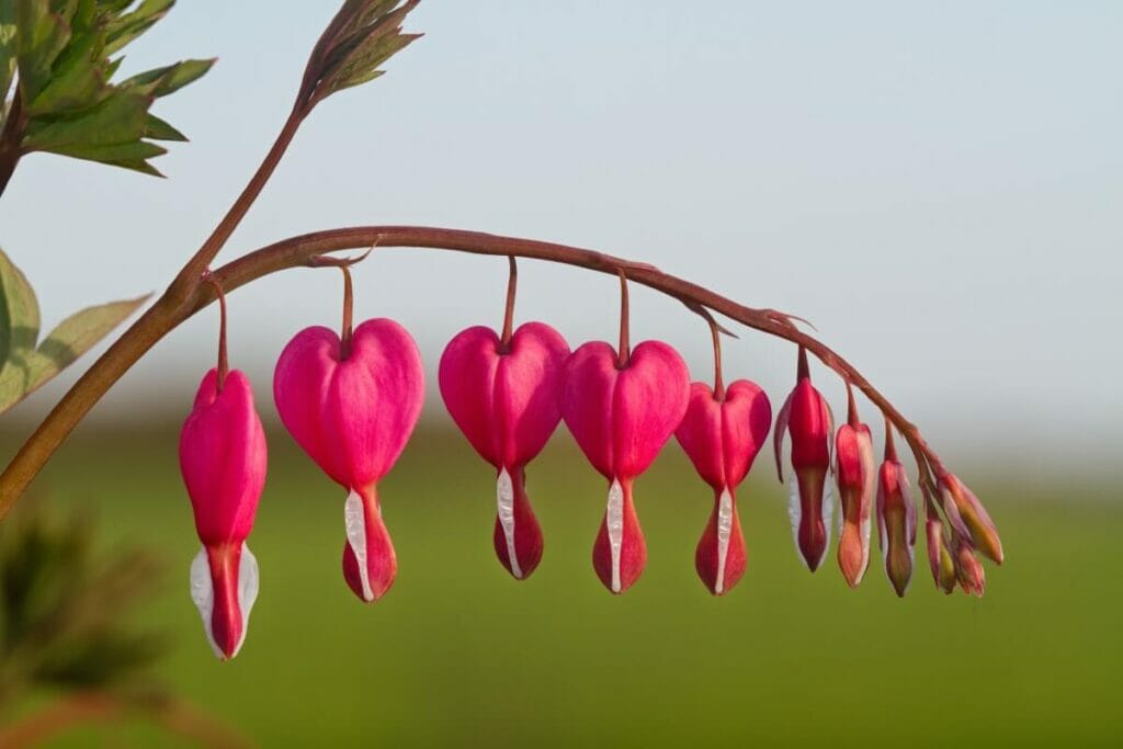 Cœurs saignants (Lamprocapnos spectabilis, anciennement Dicentra spectabilis)