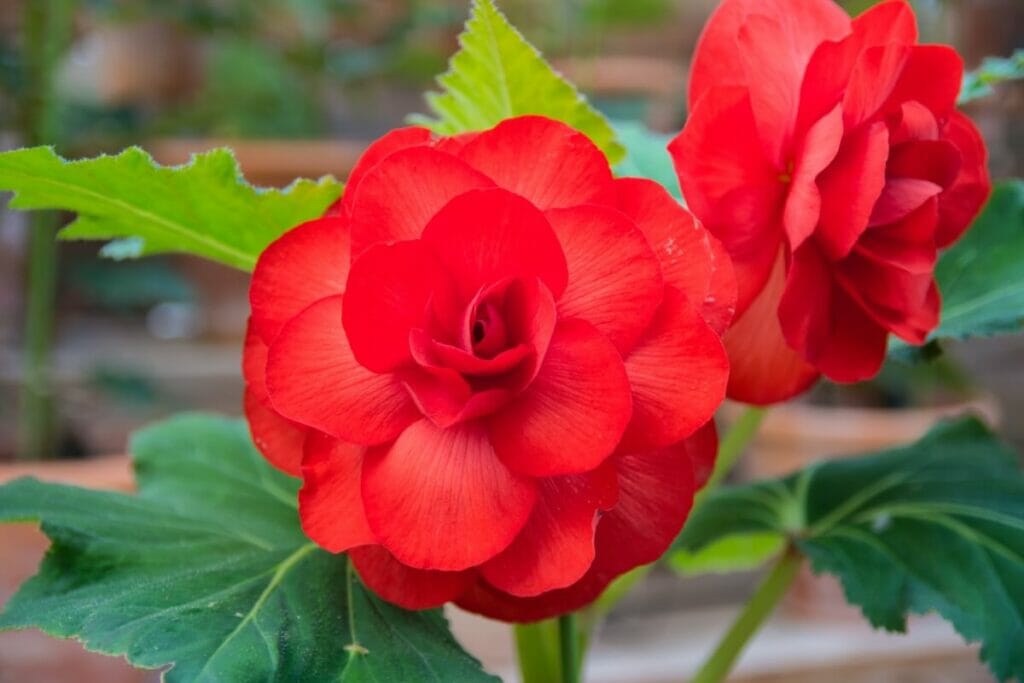 Bégonia (Begonia) Fleurs rouges
