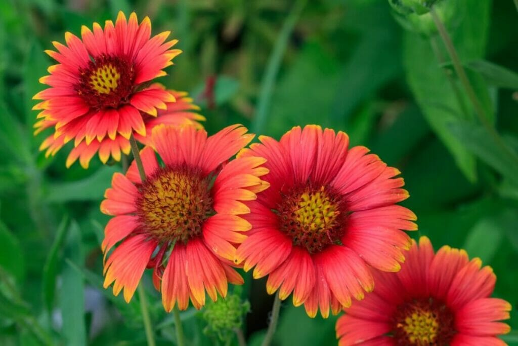 Fleur de couverture (Gaillardia)
