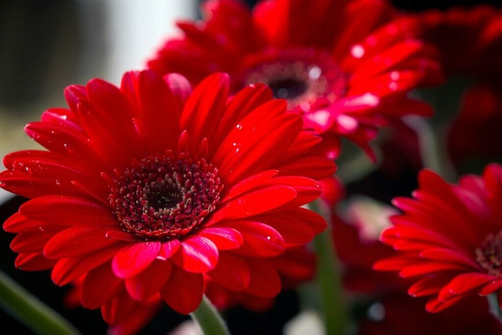 Gerbera Daisy (Gerbera) Fleurs rouges