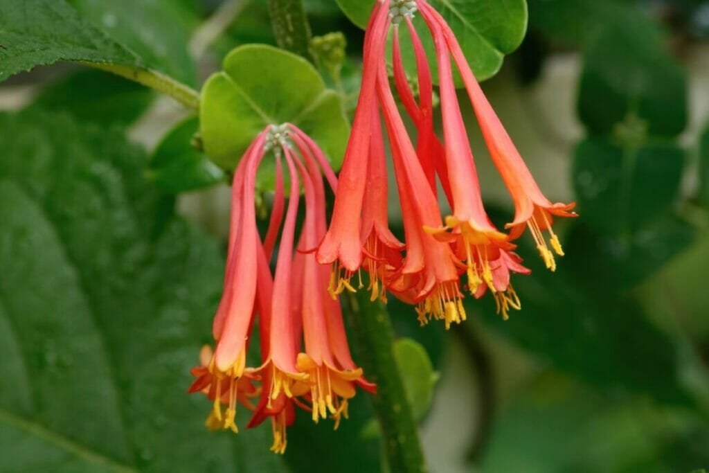 Chèvrefeuille corail (Lonicera sempervirens)