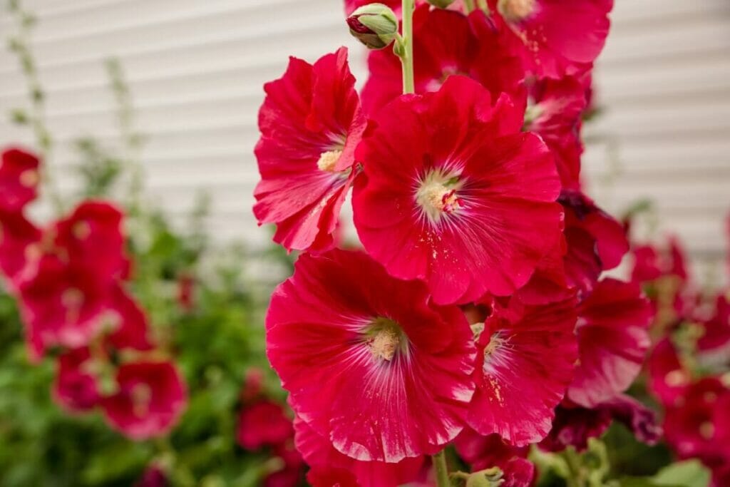 Rose trémière (Alcea) Fleurs rouges