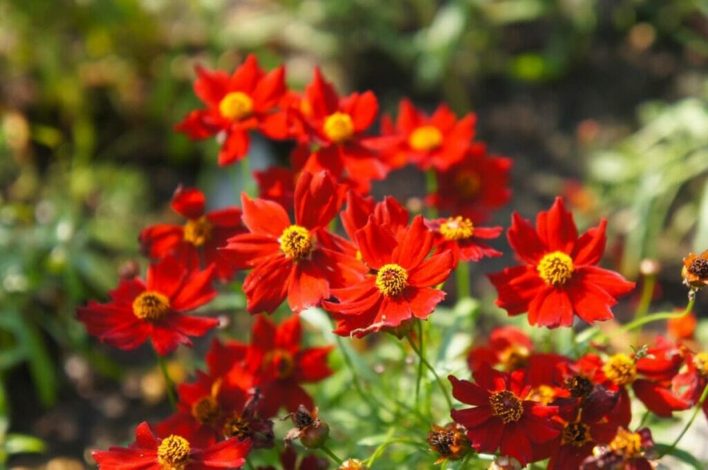 Coreopsis 'Red Satin' Fleurs rouges