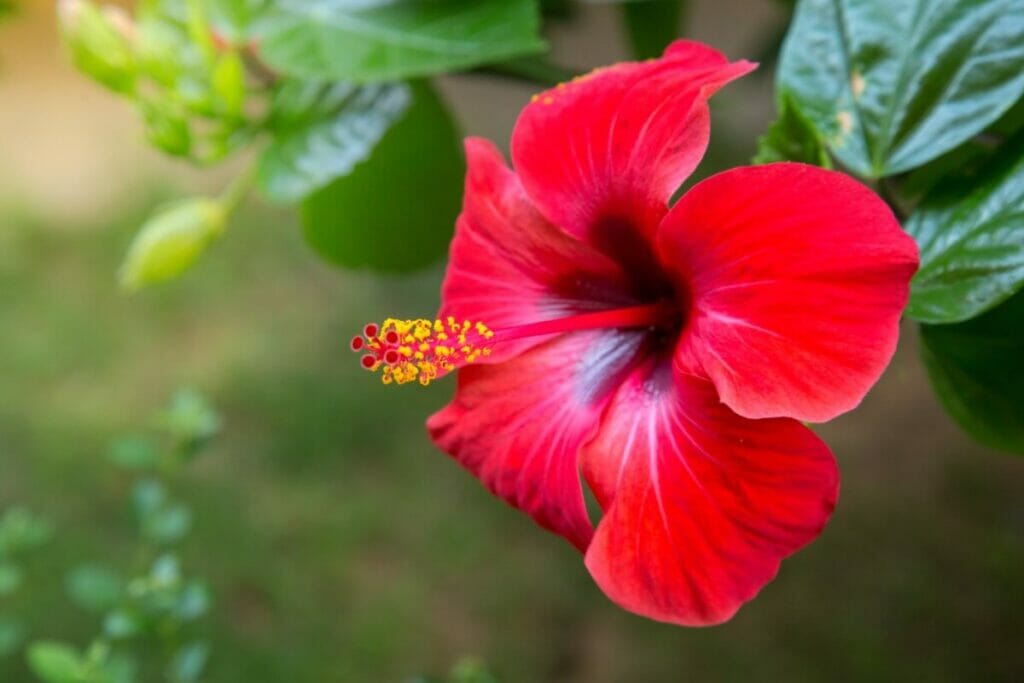 Hibiscus (Hibscus) Fleurs rouges
