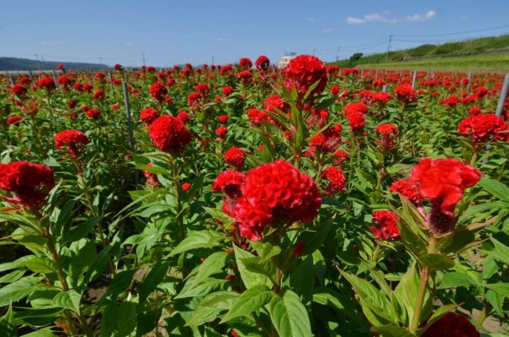 Dactyle (Celosia) Fleurs rouges