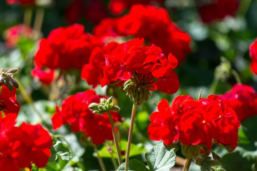 Géranium (Pelargonium) Fleurs rouges