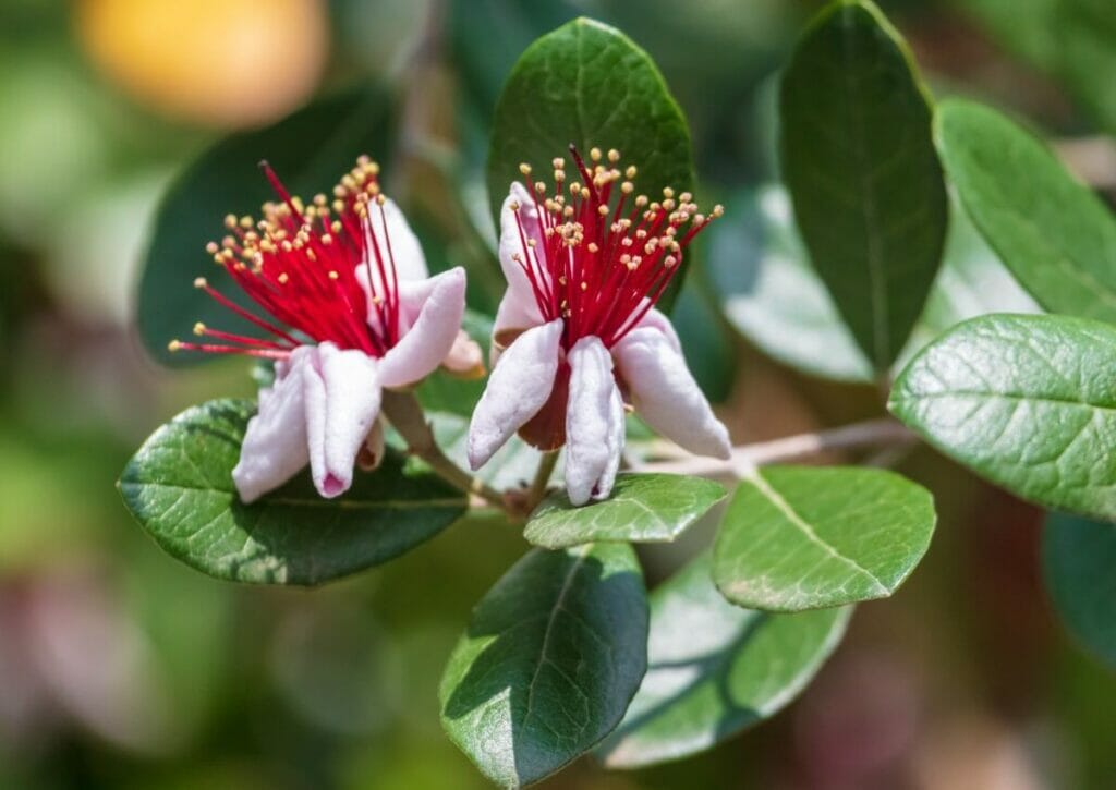 Goyave ananas (Feijoa sellowiana)