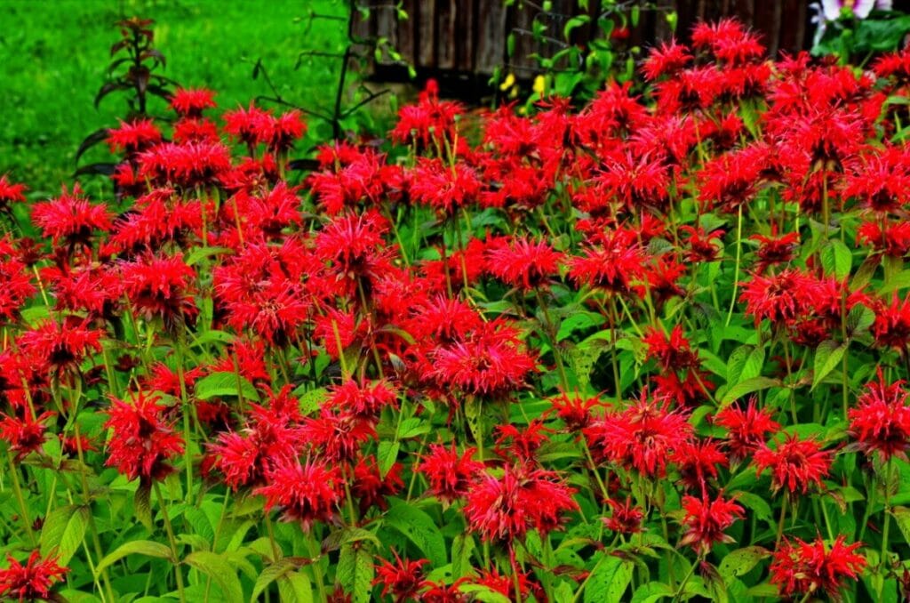 Monarda didyma (Scarlet Beebalm) Fleurs rouges