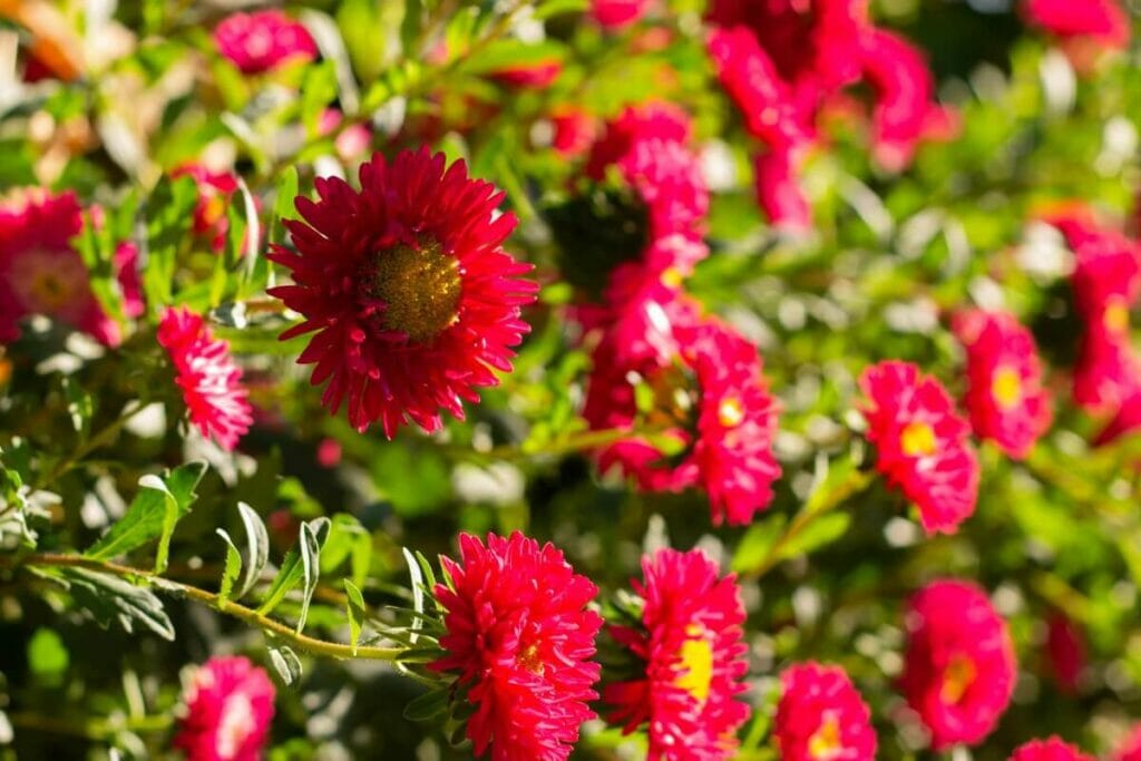 Aster rouge (Aster novae-angliae 'KICKIN Carmine Red')