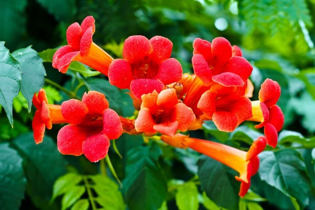 Campsis radicans (Campsis radicans)