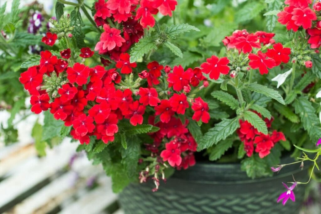 Verveine (Verbena peruviana)