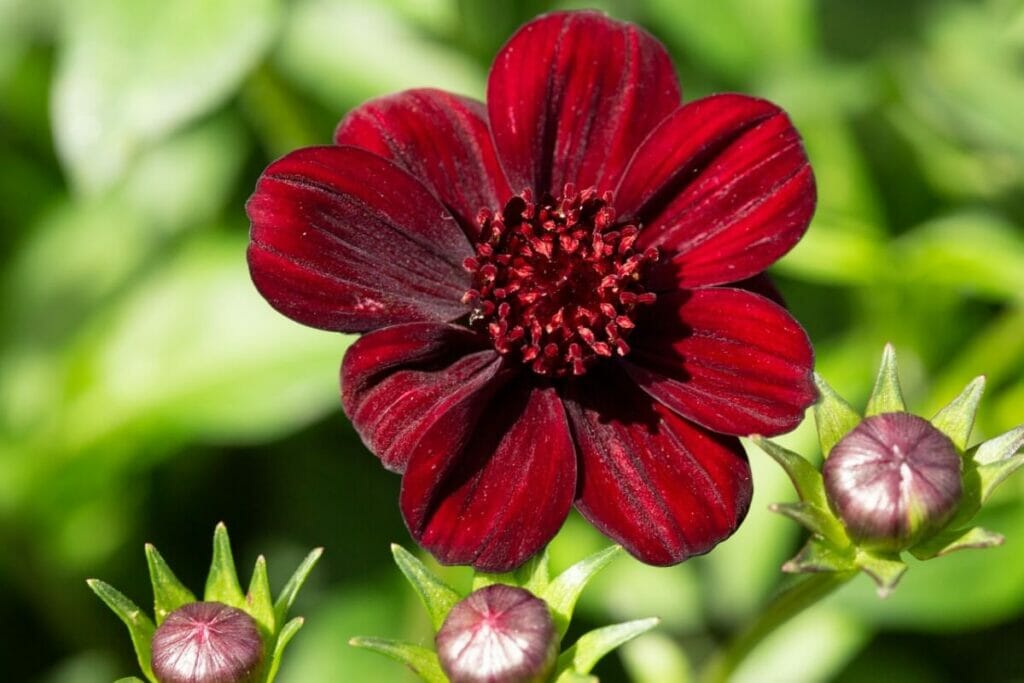Cosmos chocolat (Cosmos astrosanguineus) Fleurs rouges