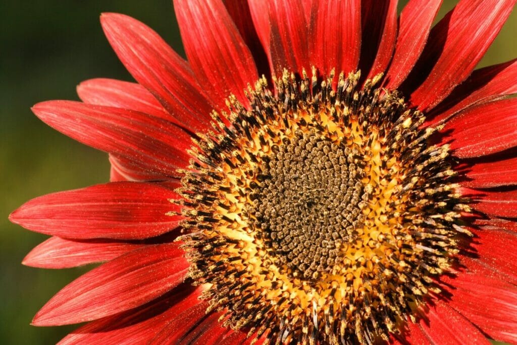Tournesol rouge (Helianthus annuus)