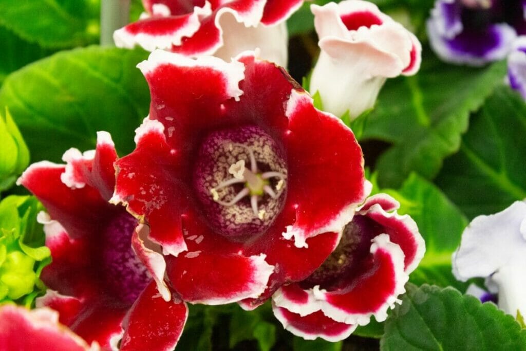 Gloxinia (Gloxinia) Fleurs rouges