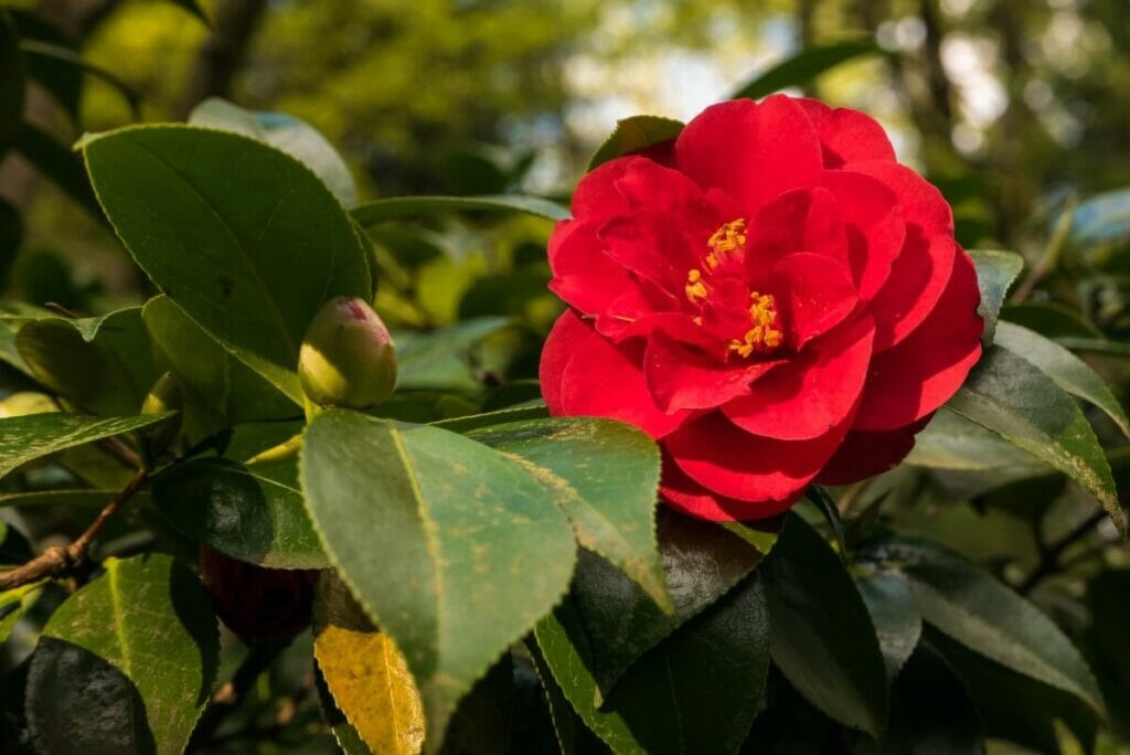Camélia (Camellia) Fleurs rouges