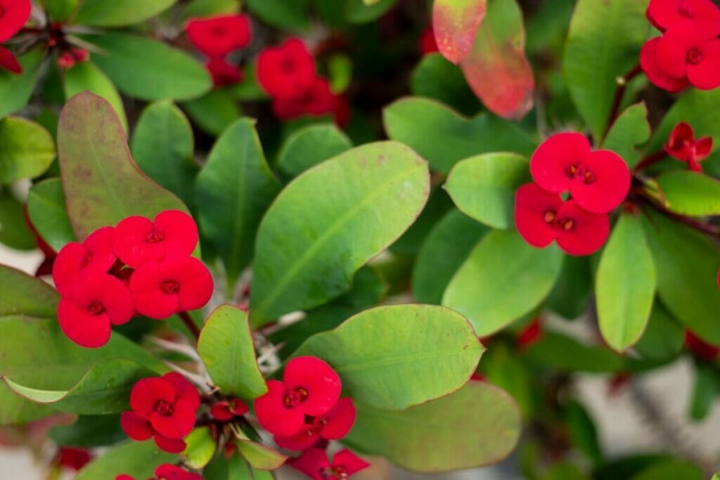 Couronne d'épines (Euphorbia milii)