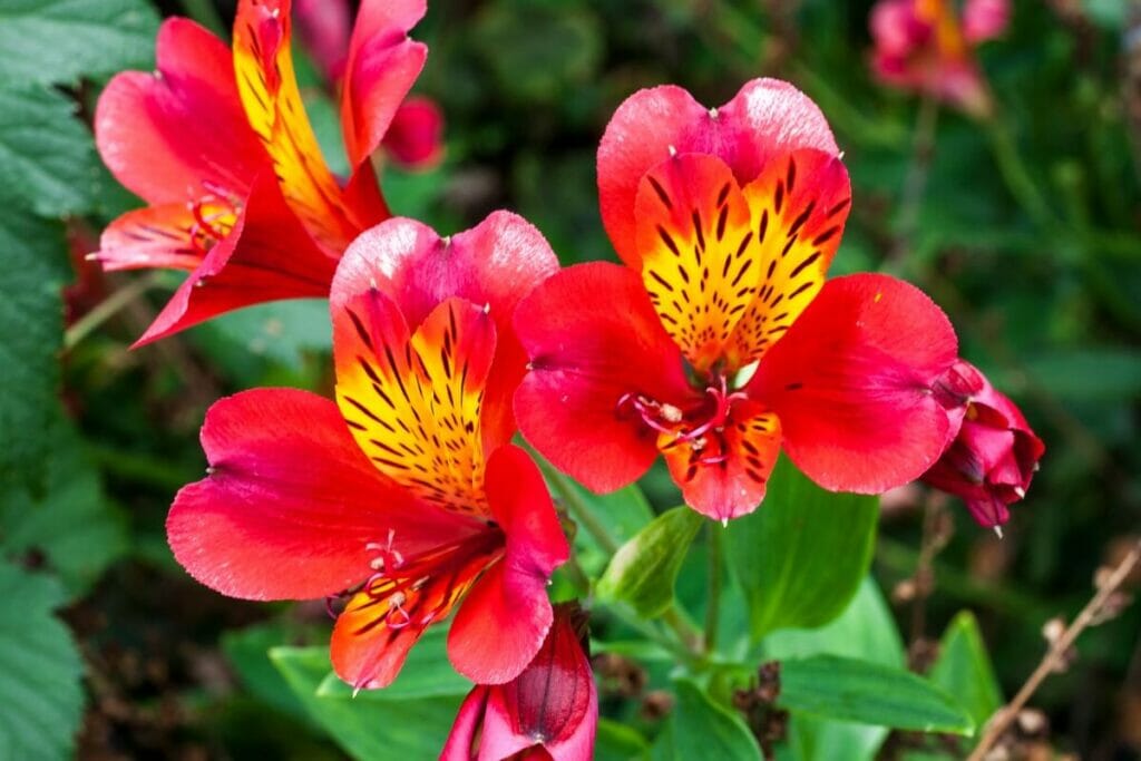 Lys du Pérou (Alstroemeria)