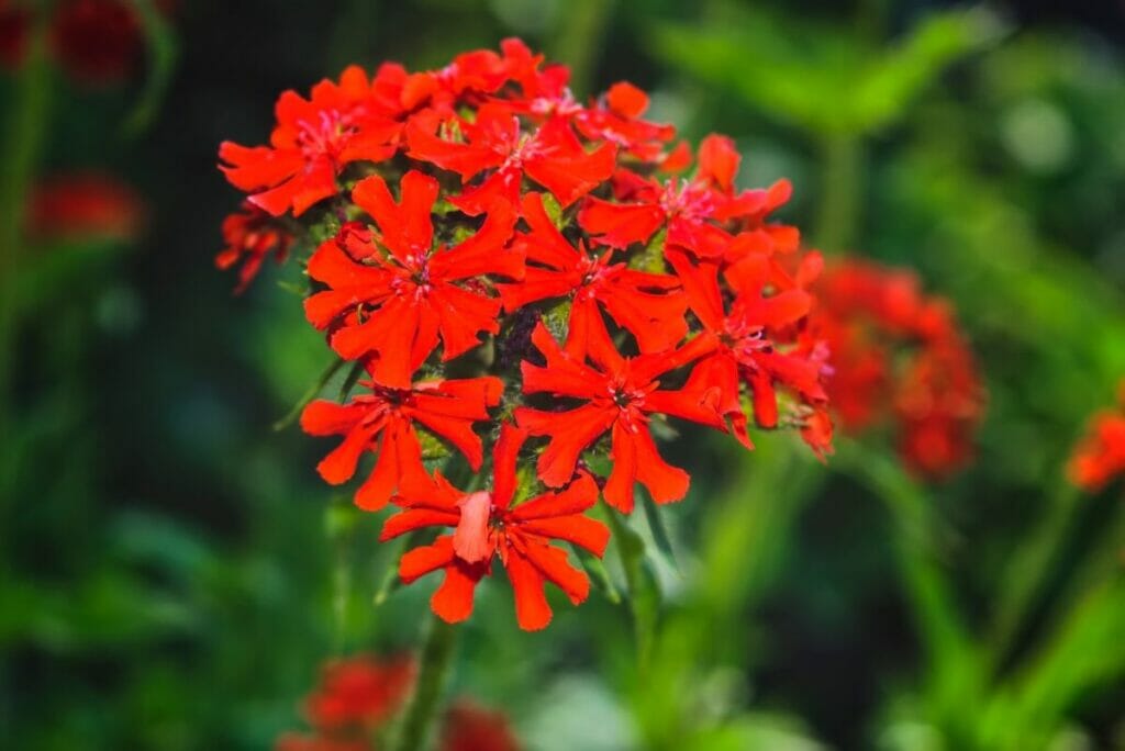 Croix de Malte (Silene chalcedonica)