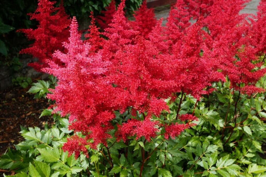 Astilbe (Astilbe)
