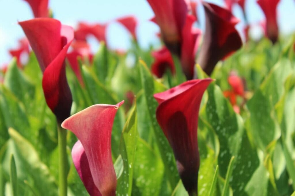 Lys Calla (Zantedeschia)