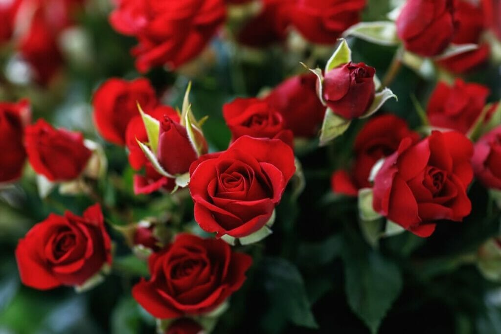 Rose (Rosa)