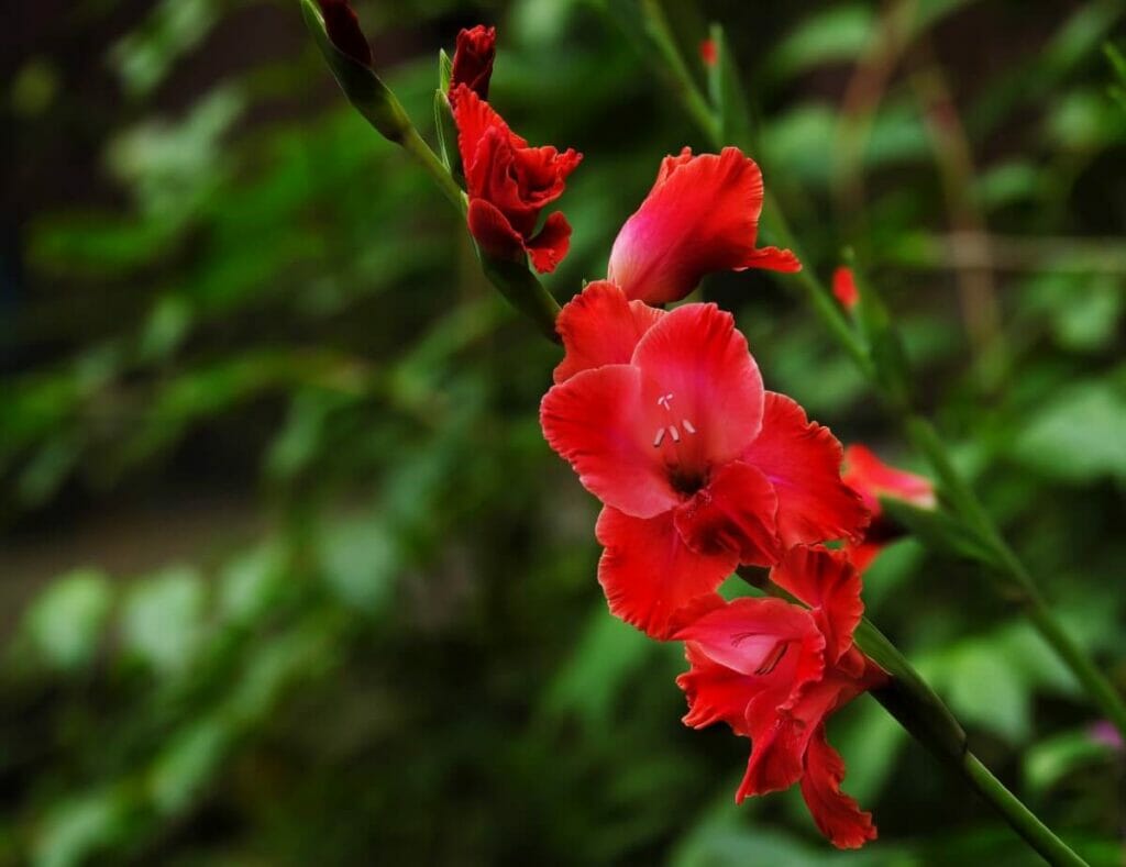 Gladiolus (Gladiolus)