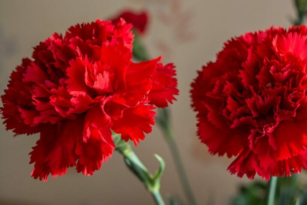 Œillet (Dianthus caryophyllus)